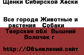 Щенки Сибирской Хаски - Все города Животные и растения » Собаки   . Тверская обл.,Вышний Волочек г.
